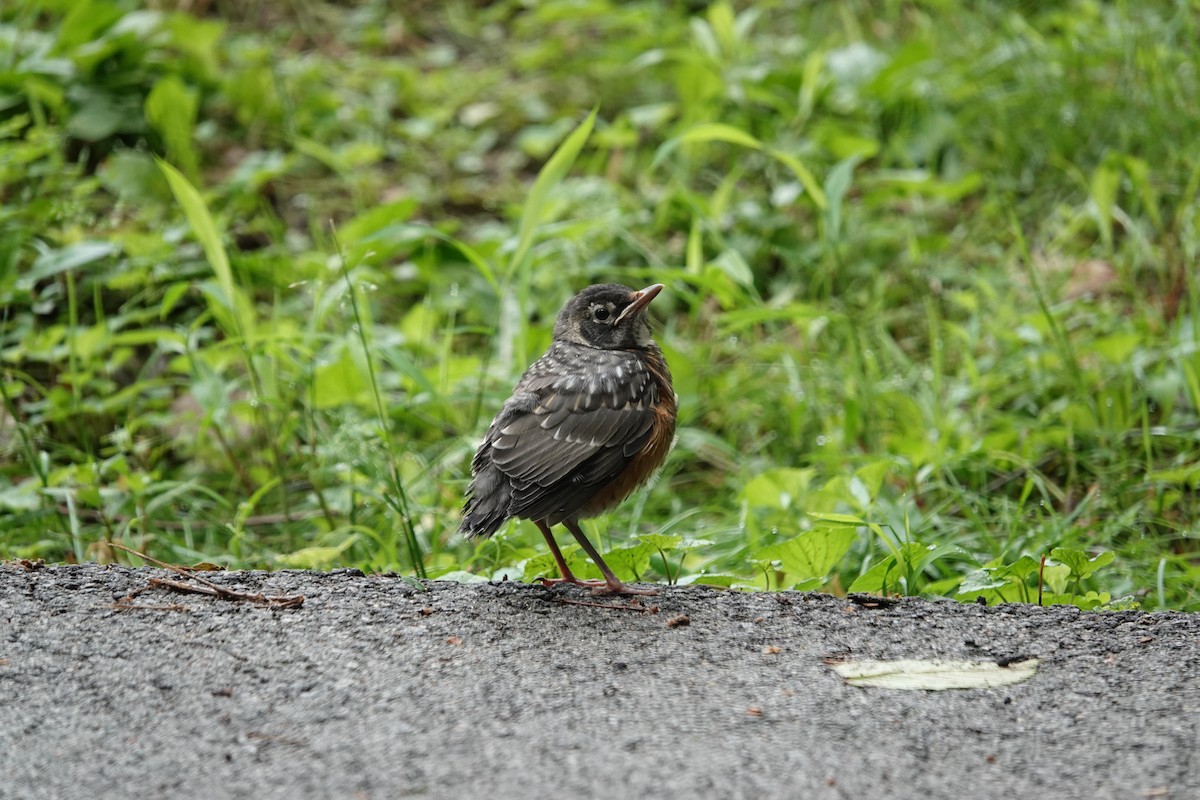 American Robin - ML620708519