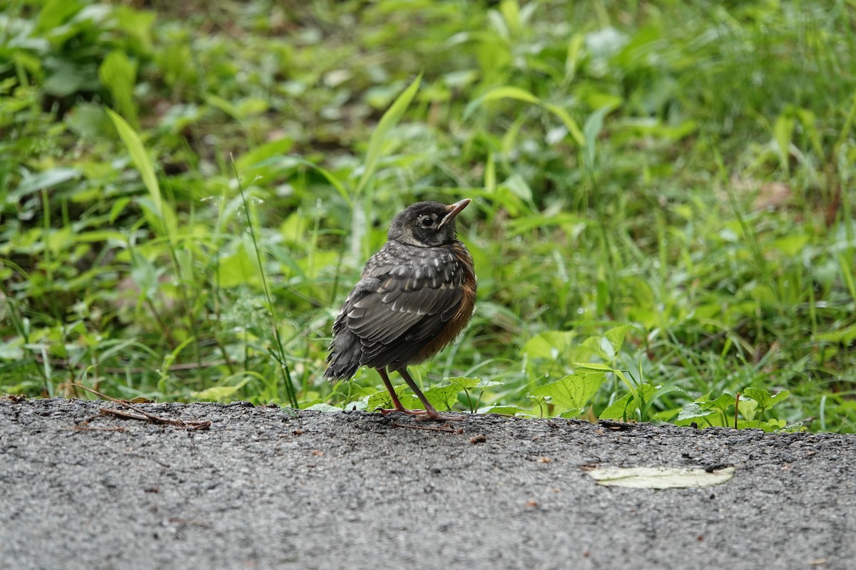 American Robin - ML620708520