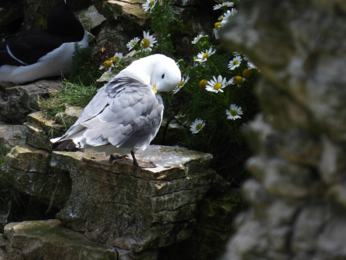 Gaviota Tridáctila - ML620708521