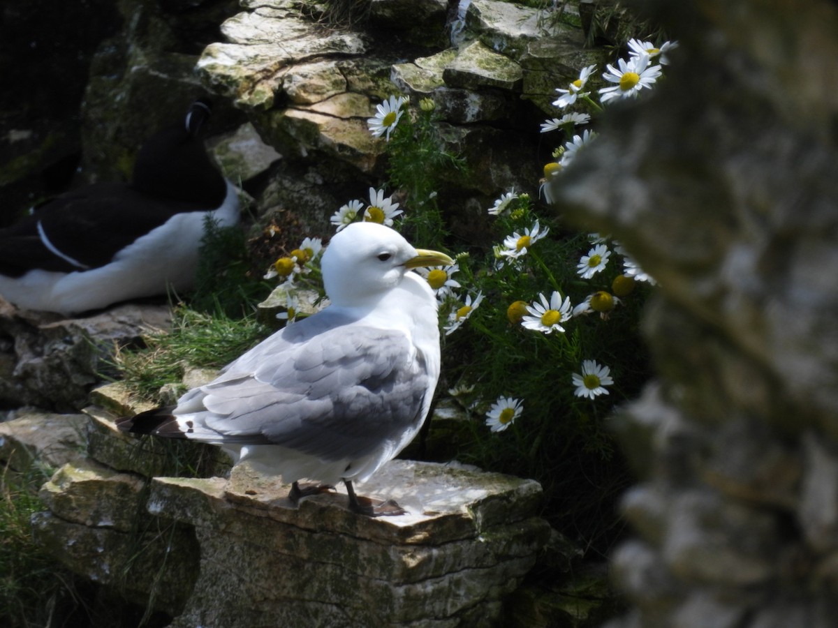 Mouette tridactyle - ML620708522
