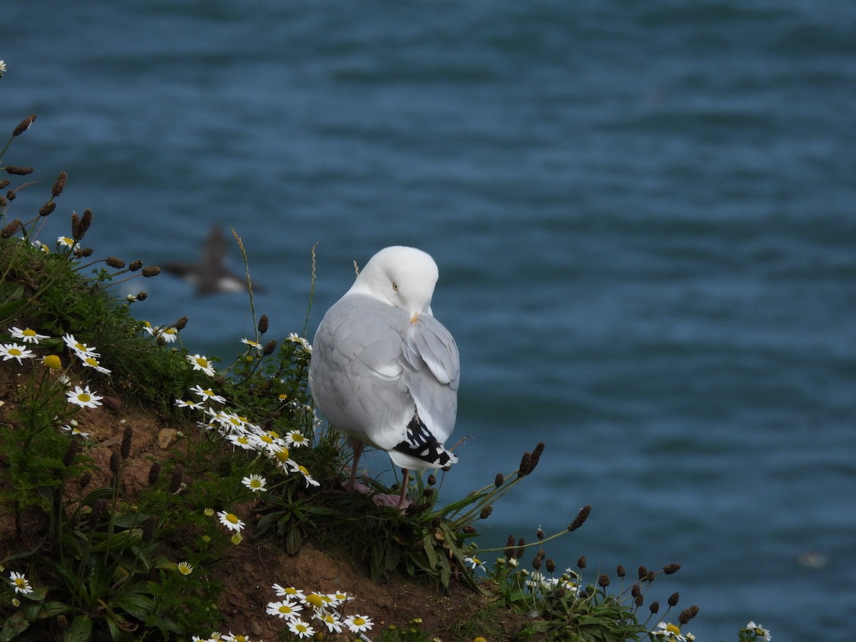 Black-legged Kittiwake - ML620708523