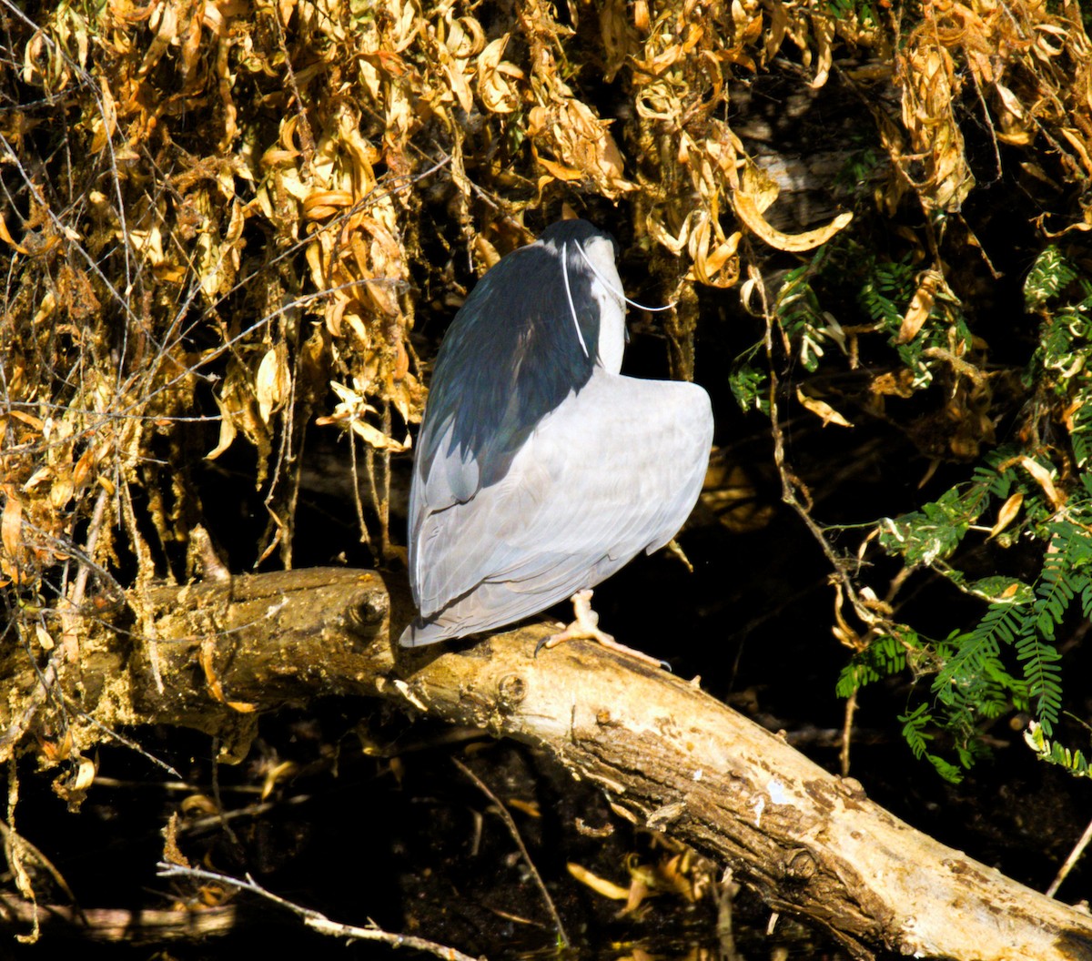 Black-crowned Night Heron - ML620708525