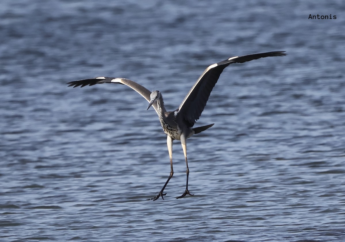 Gray Heron - ML620708526