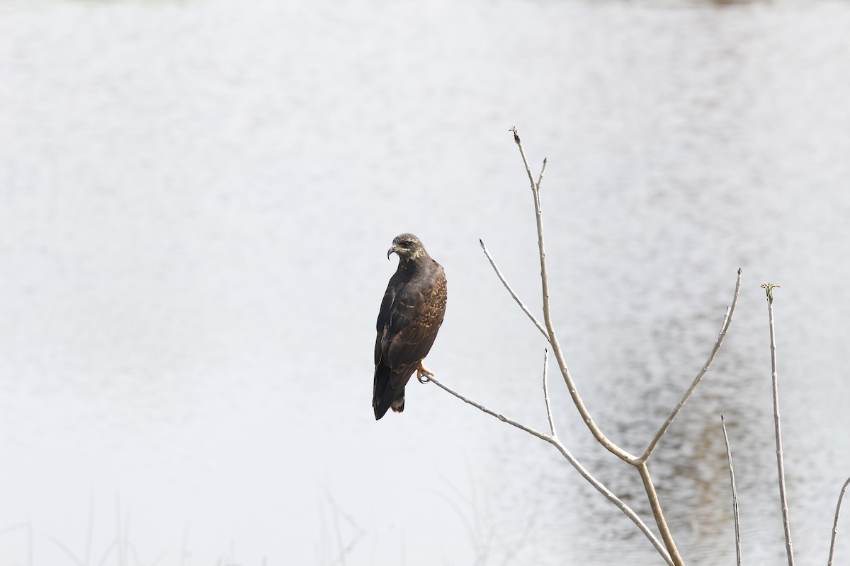 Snail Kite - ML620708527