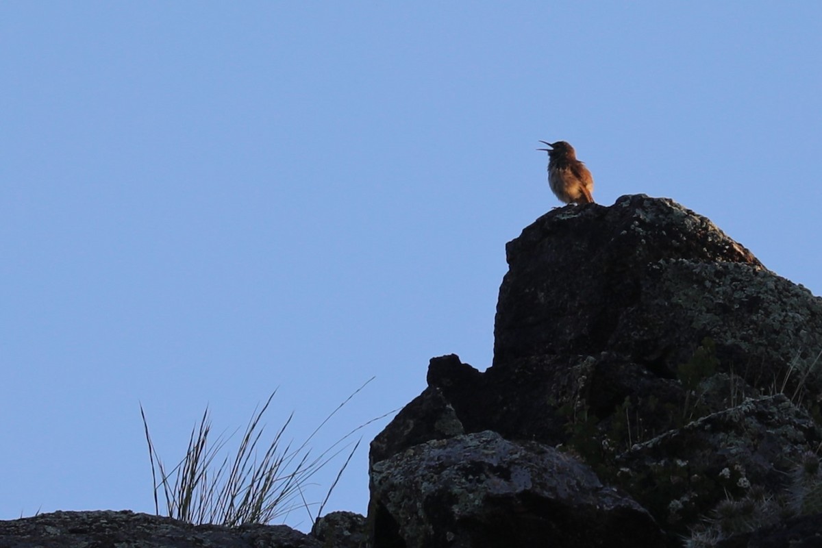 Rock Wren - ML620708529