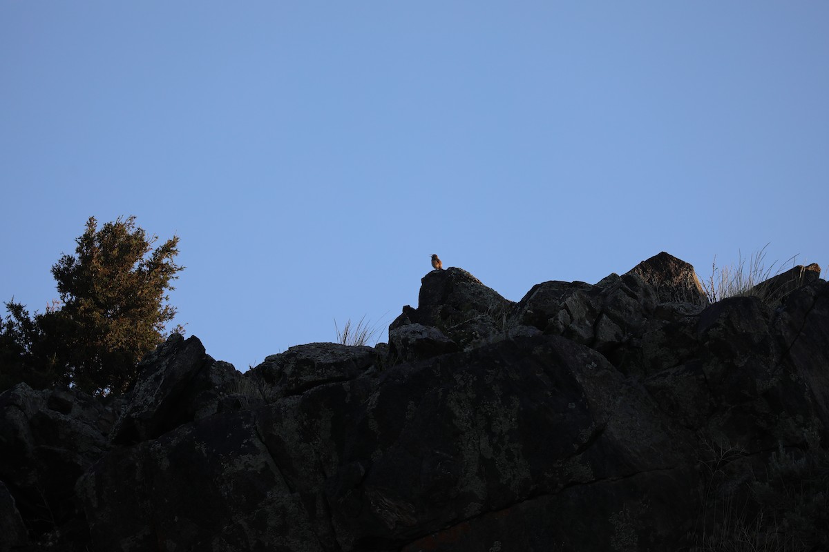 Rock Wren - ML620708530