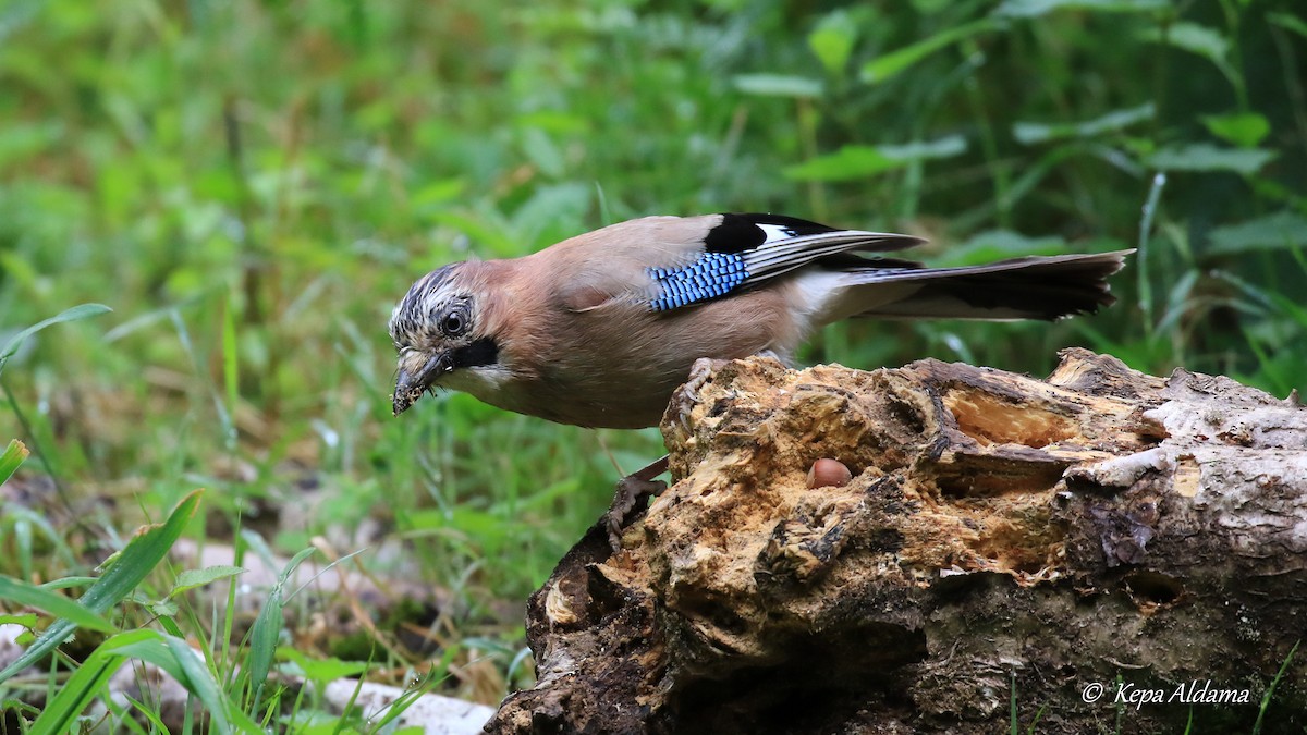 Eurasian Jay - Kepa Aldama Beltza