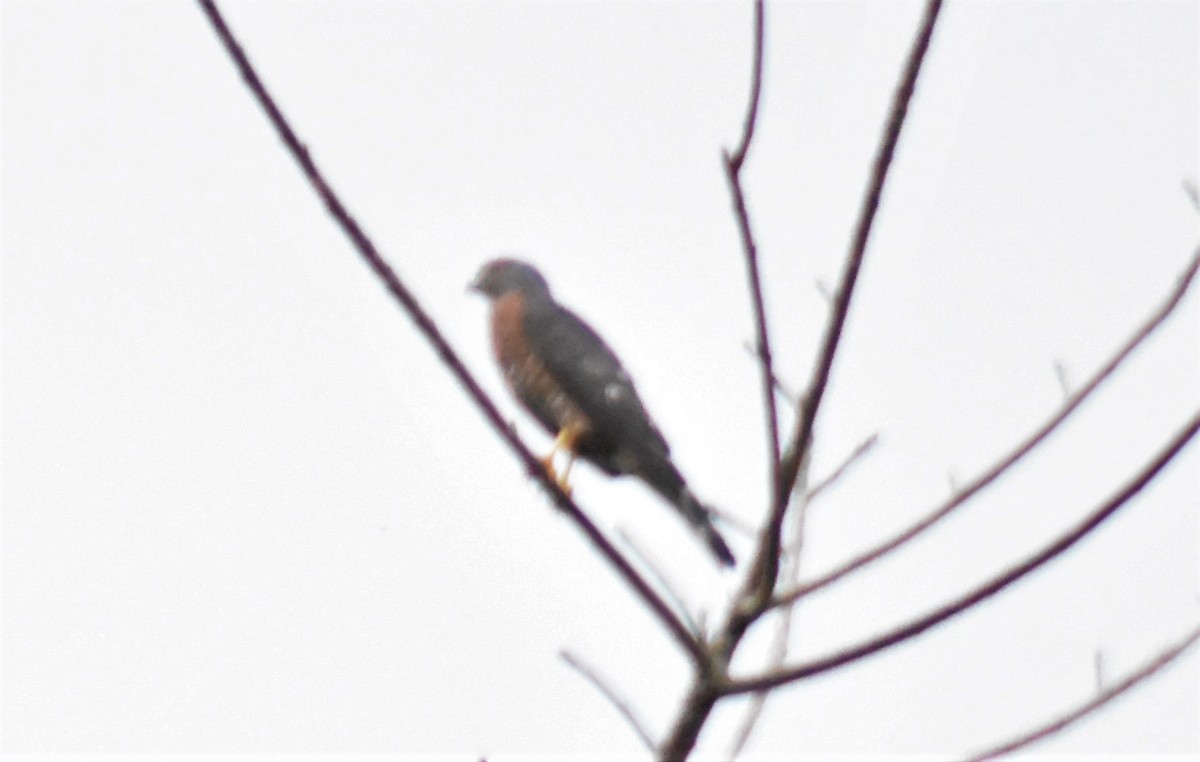 Double-toothed Kite - ML620708537