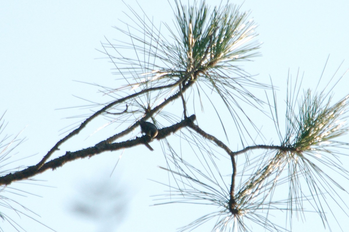 Brown-headed Nuthatch - ML620708538