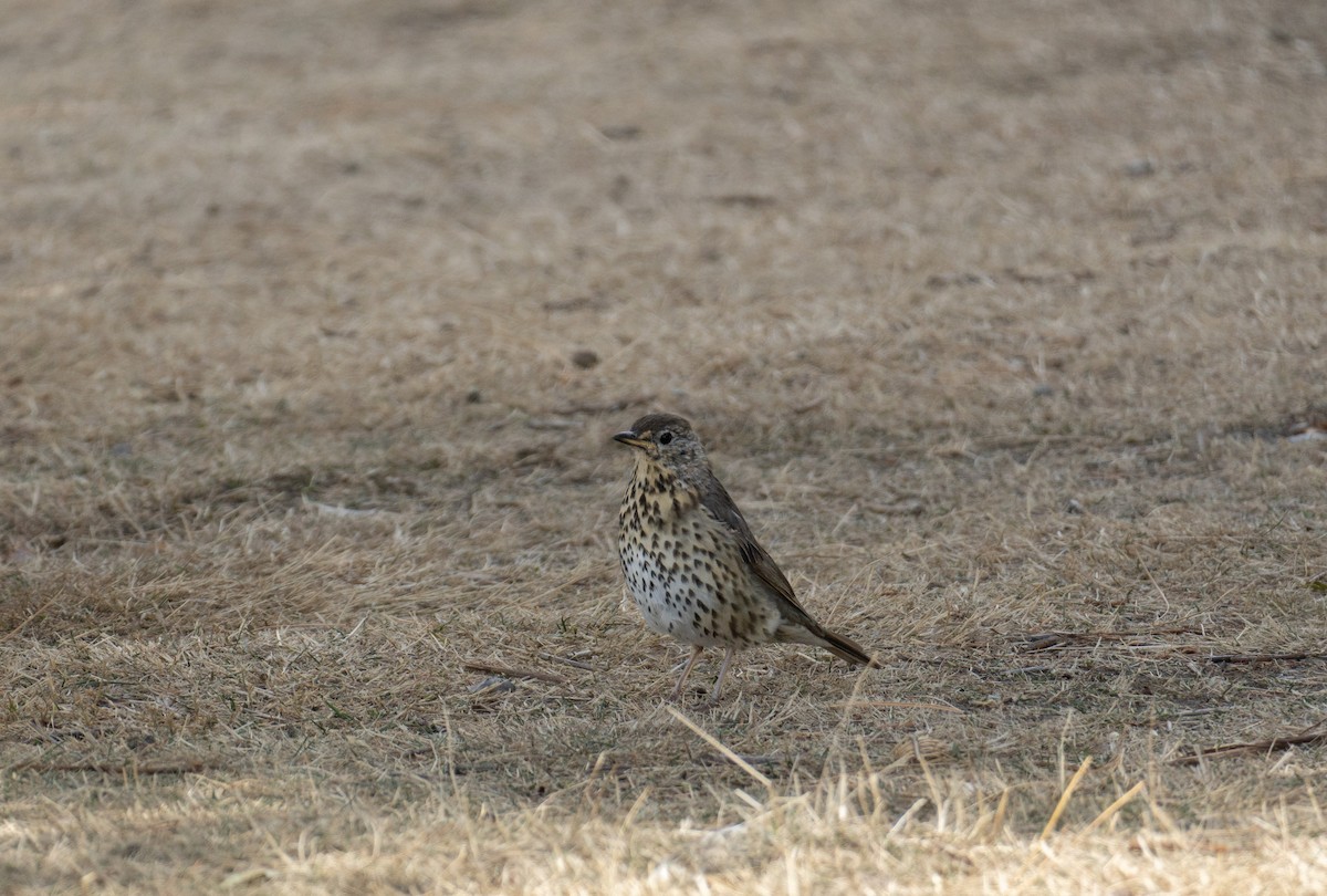 Song Thrush - ML620708539