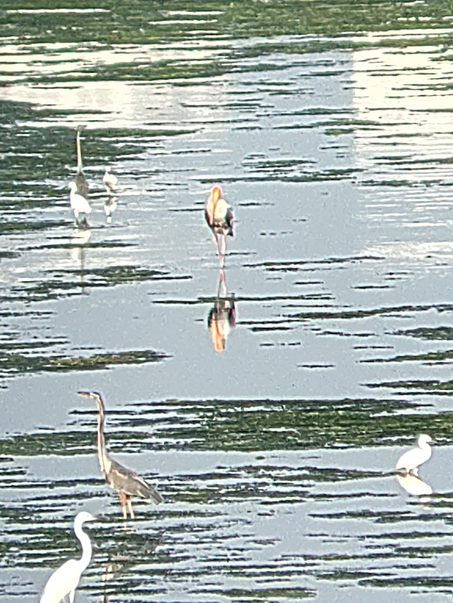 Gray Heron - Madhan Dhanushkodi