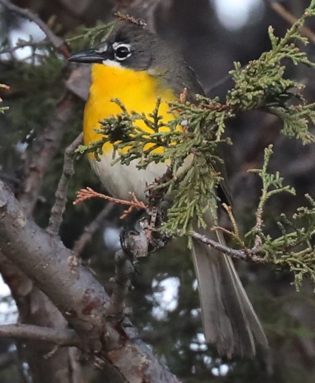 Yellow-breasted Chat - ML620708555