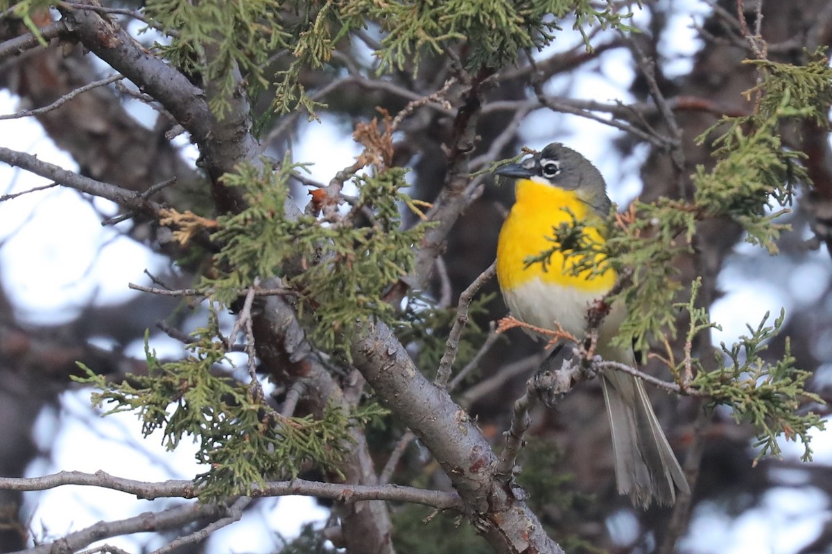 Yellow-breasted Chat - ML620708556