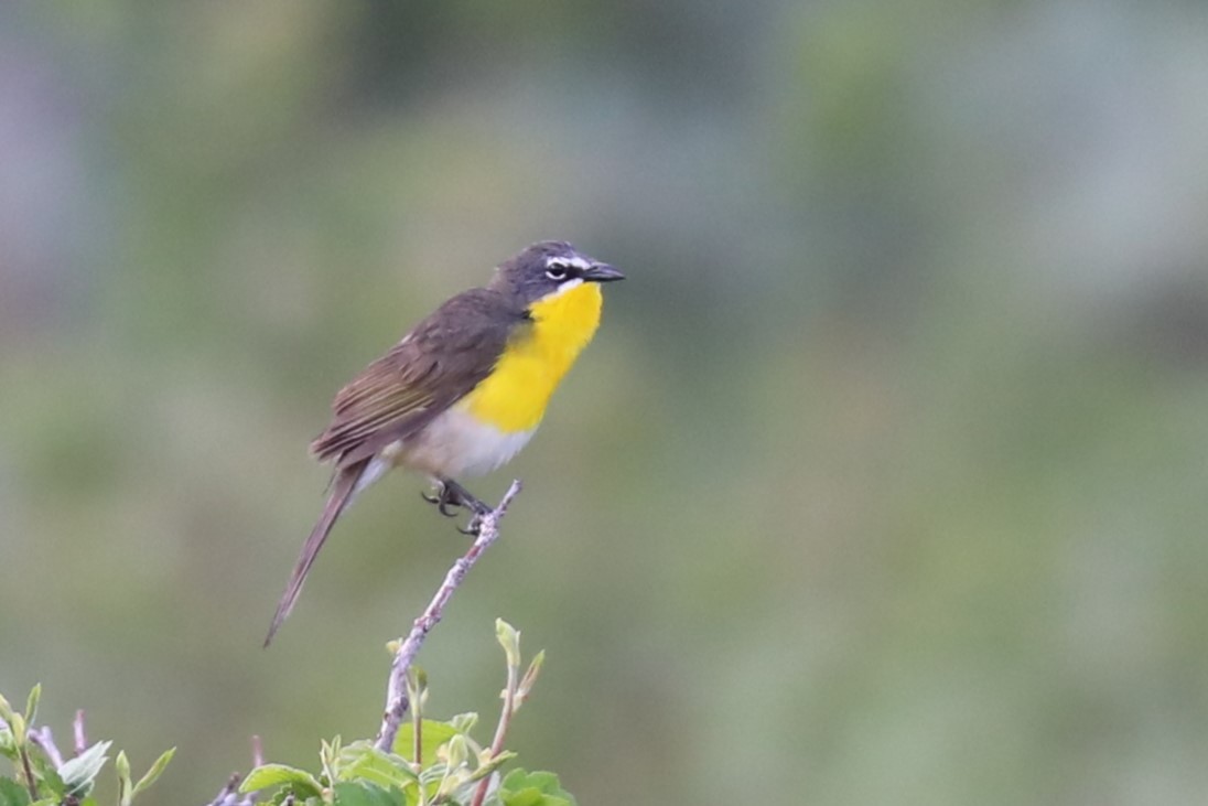 Yellow-breasted Chat - ML620708557