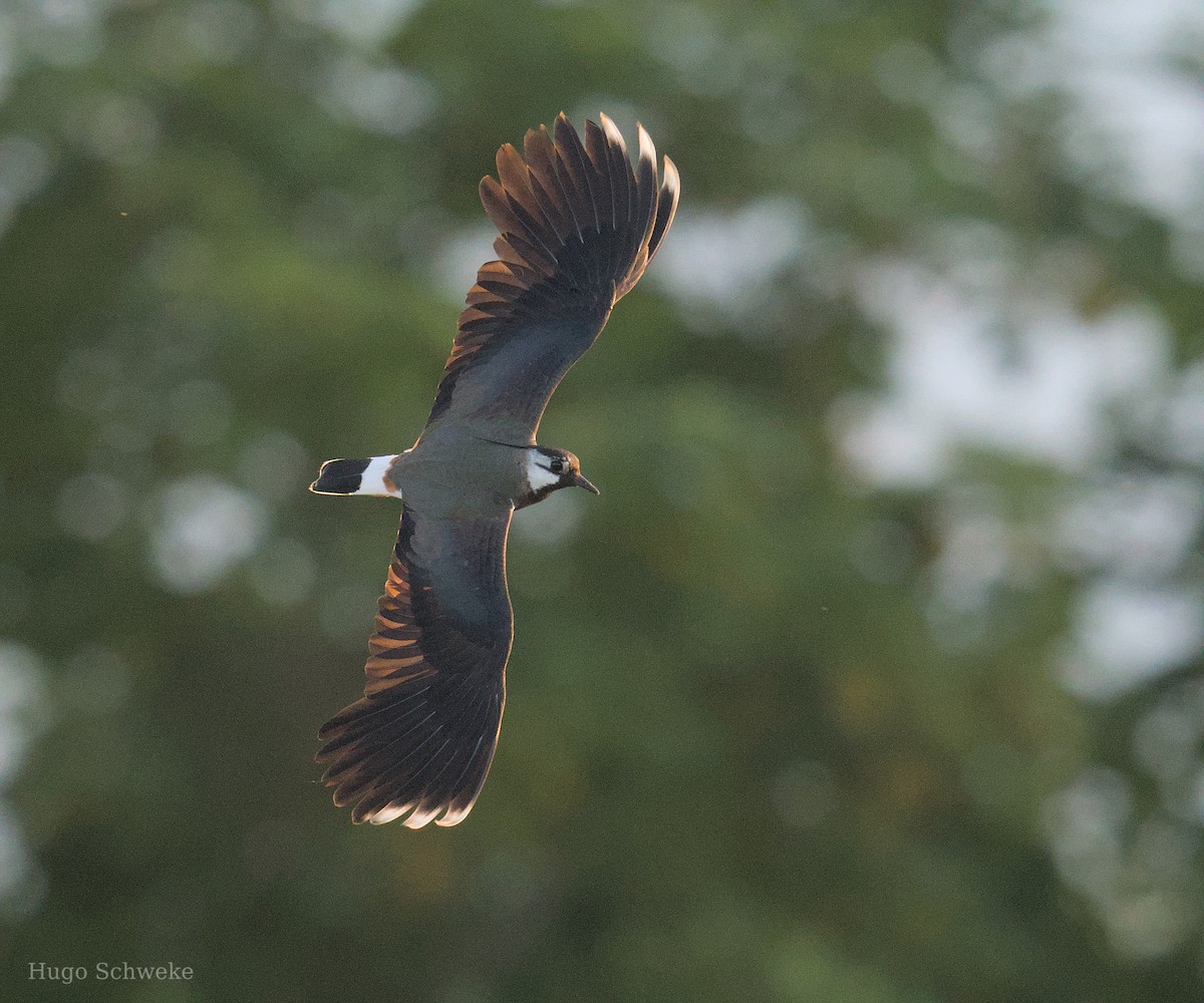 Northern Lapwing - ML620708560