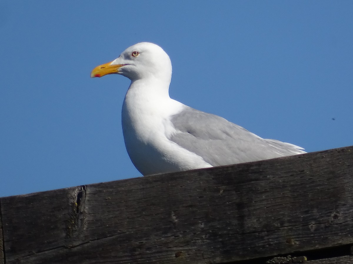 Gaviota Argéntea - ML620708562