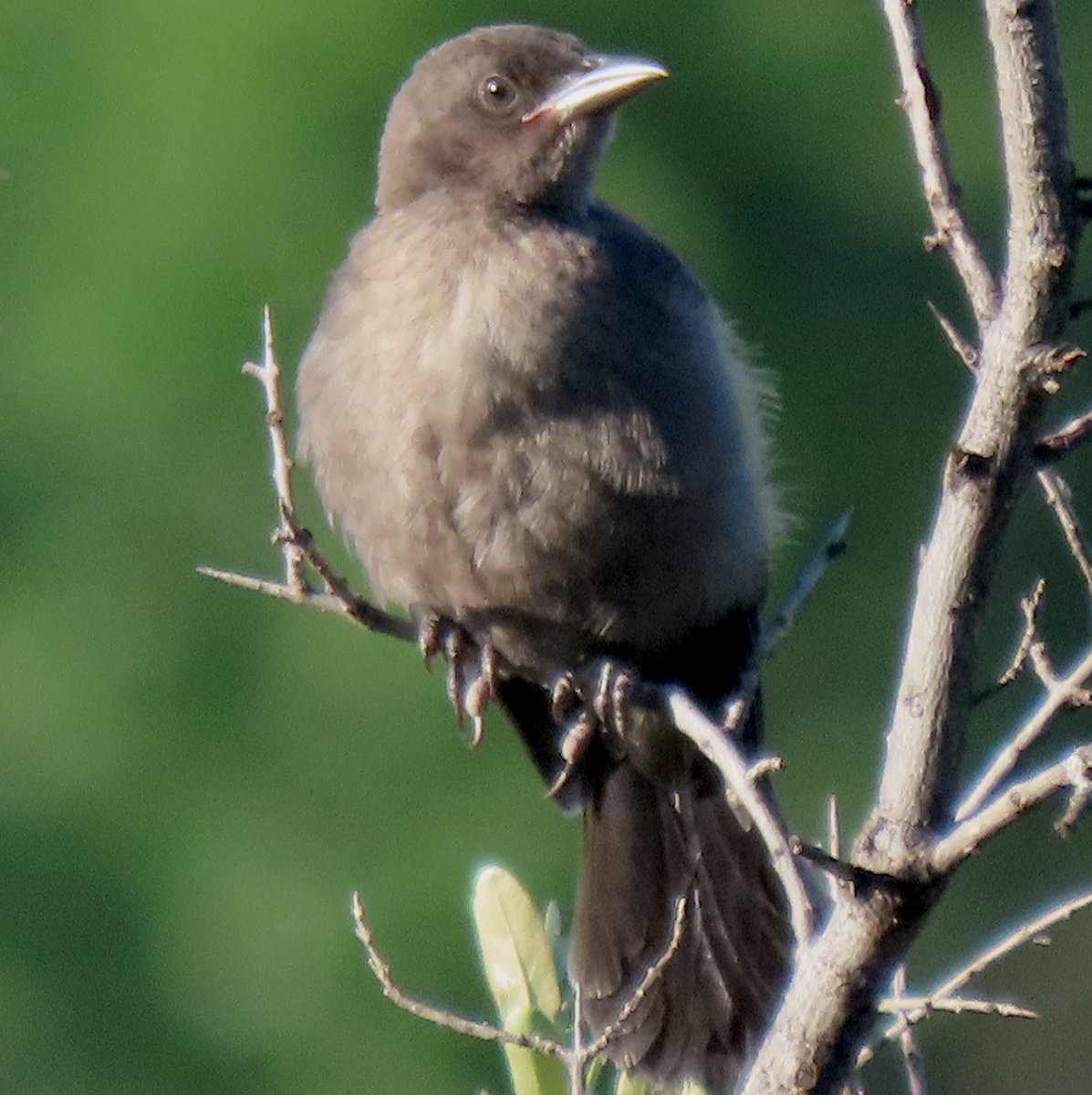 Gray Catbird - ML620708564