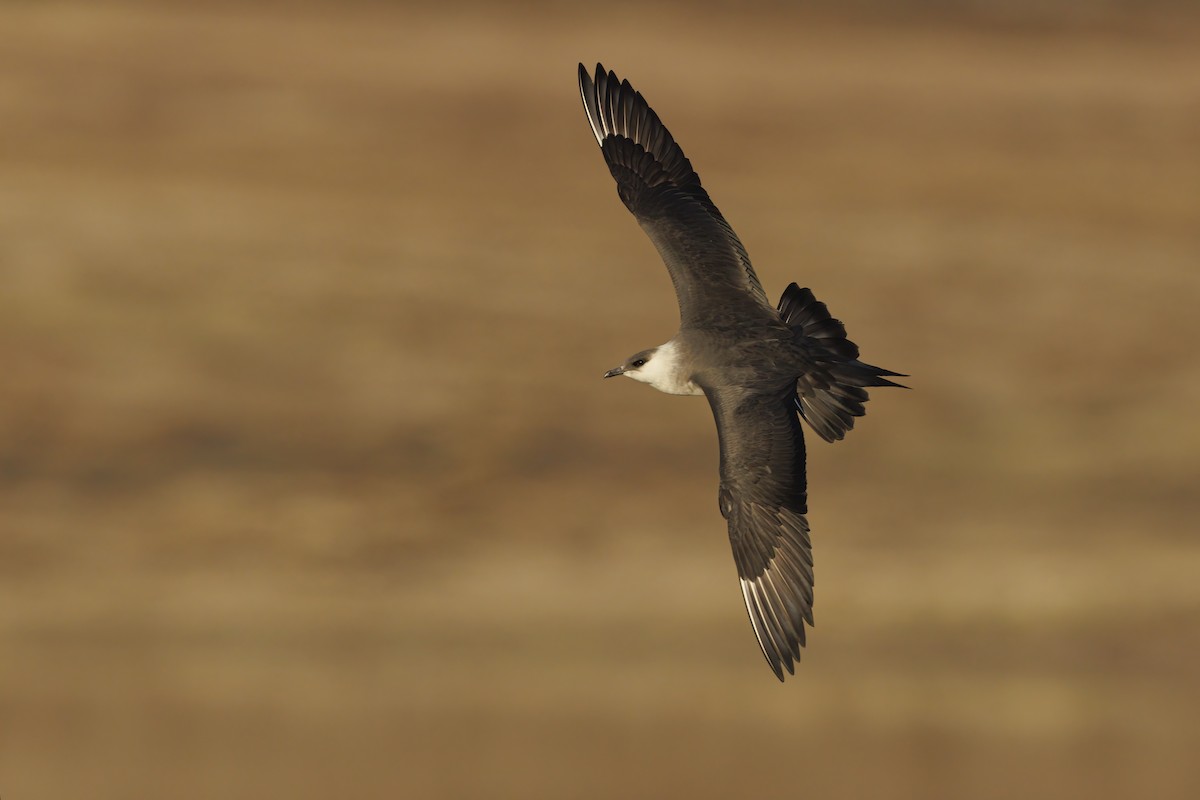 Parasitic Jaeger - ML620708568