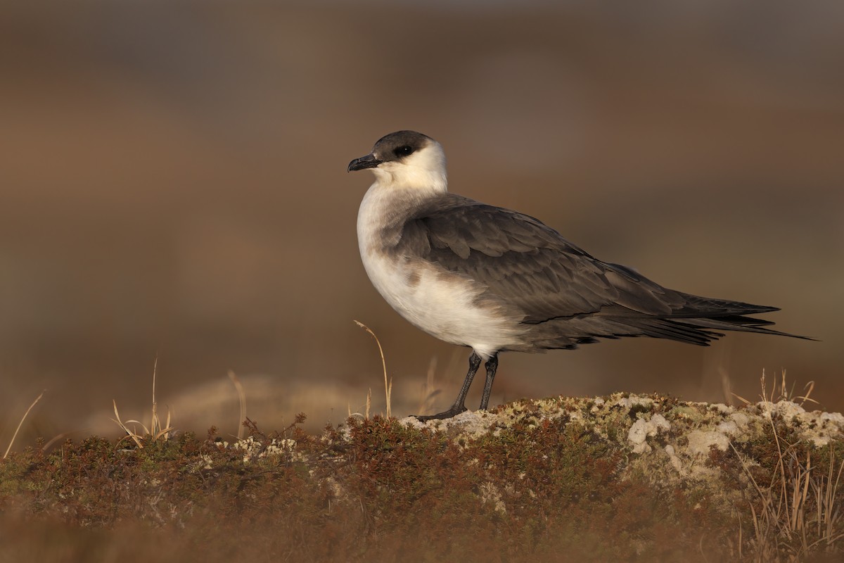 Parasitic Jaeger - ML620708569