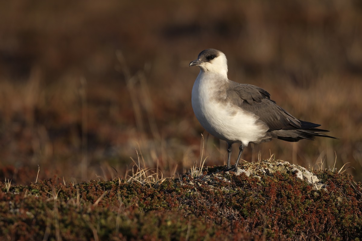 Parasitic Jaeger - ML620708571