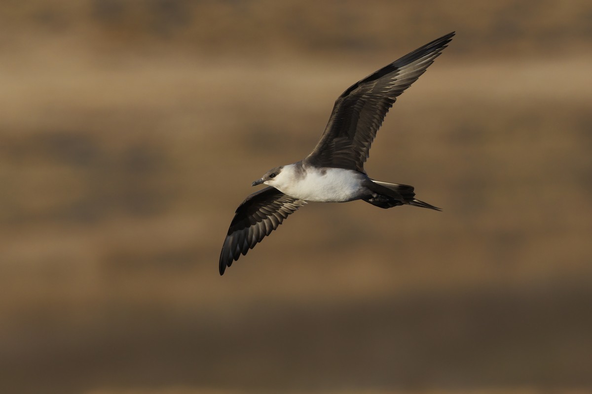 Parasitic Jaeger - ML620708573