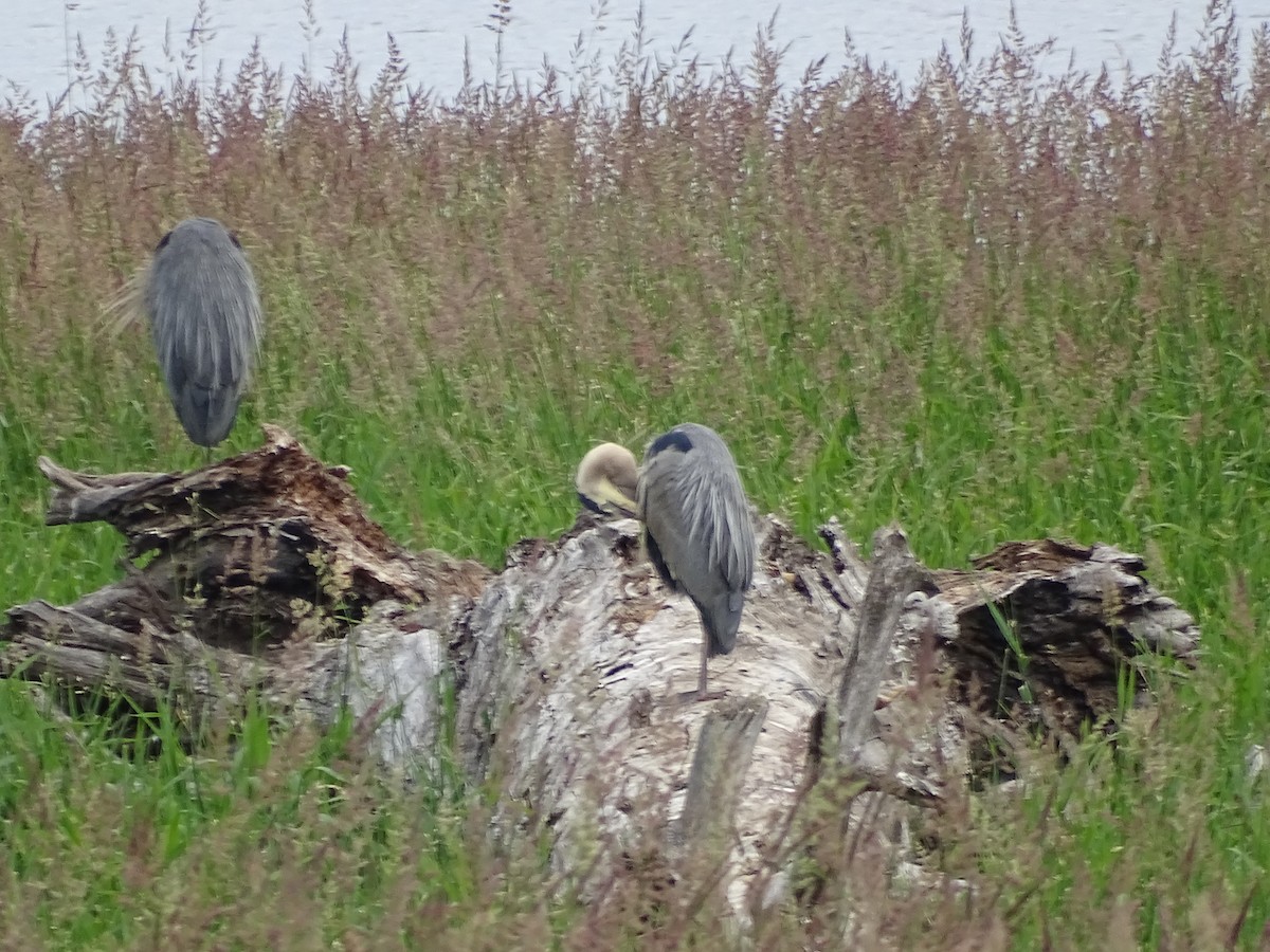 Great Blue Heron - ML620708575