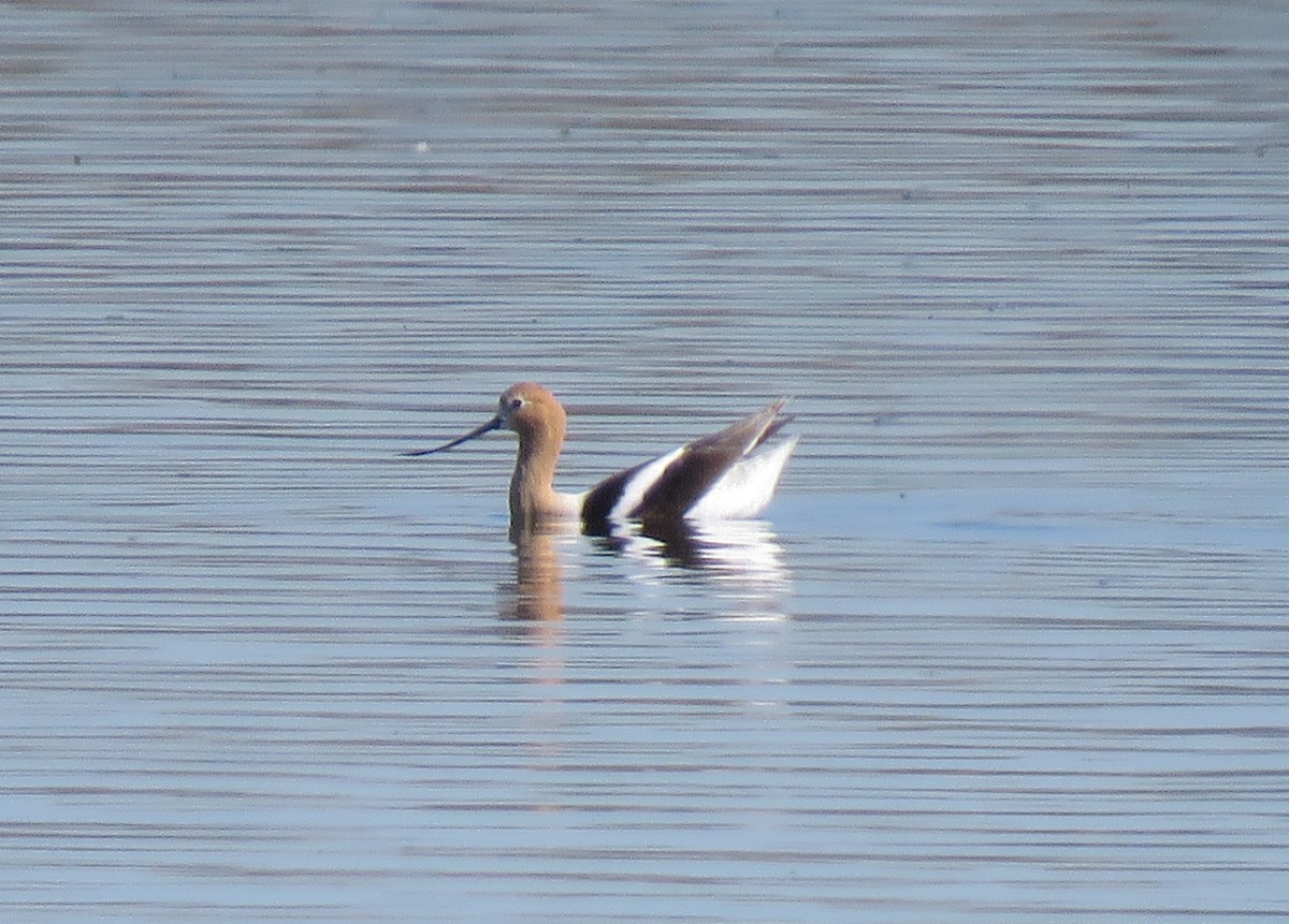 Avocette d'Amérique - ML620708576