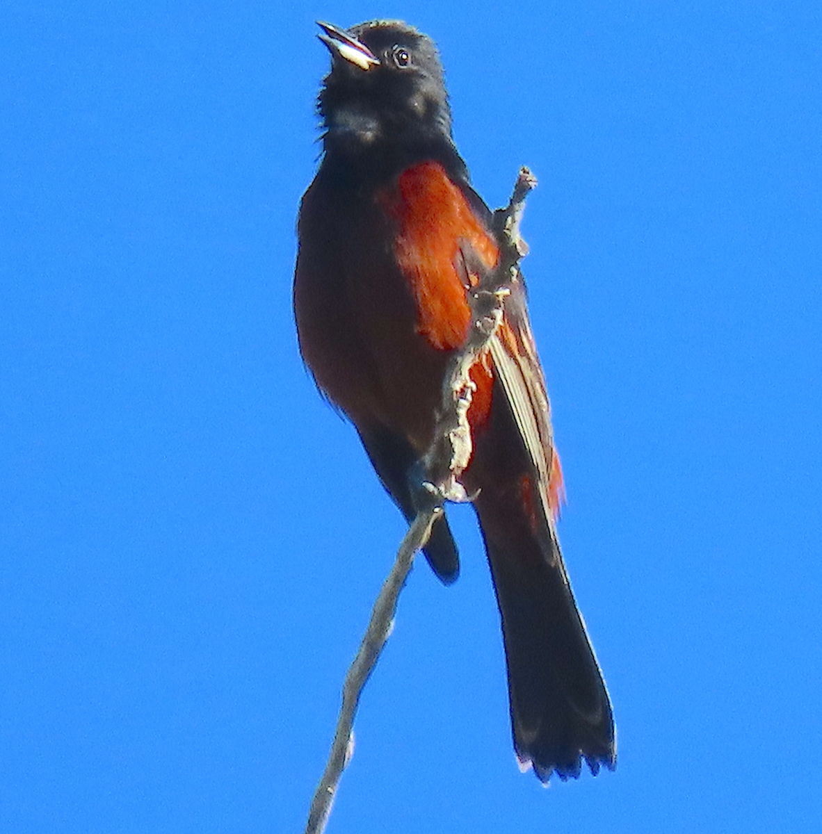 Orchard Oriole - ML620708577