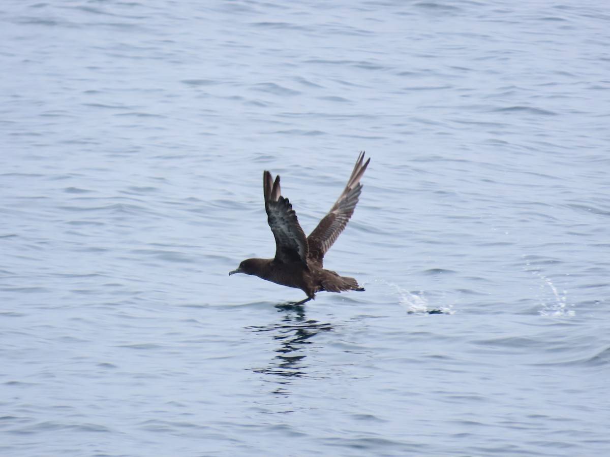 Sooty Shearwater - ML620708578