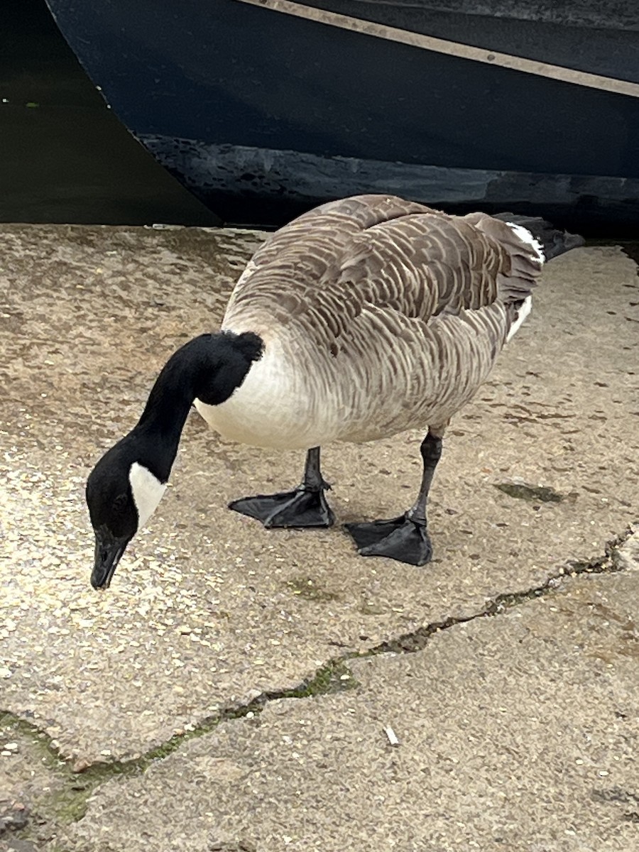 Canada Goose - ML620708579