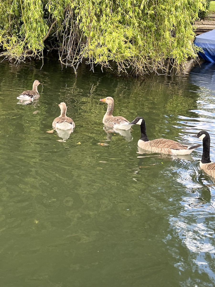 Canada Goose - ML620708581