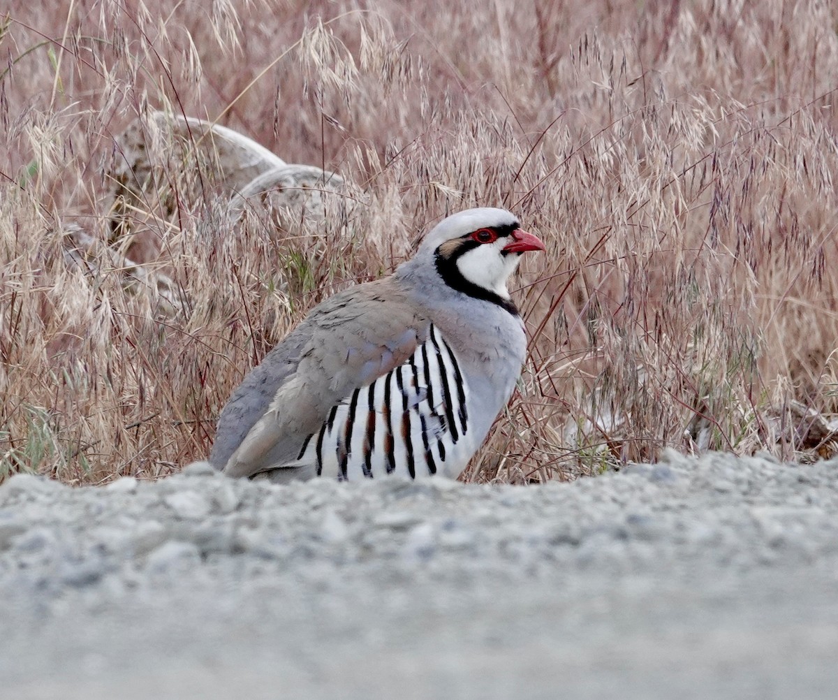 Chukar - ML620708582