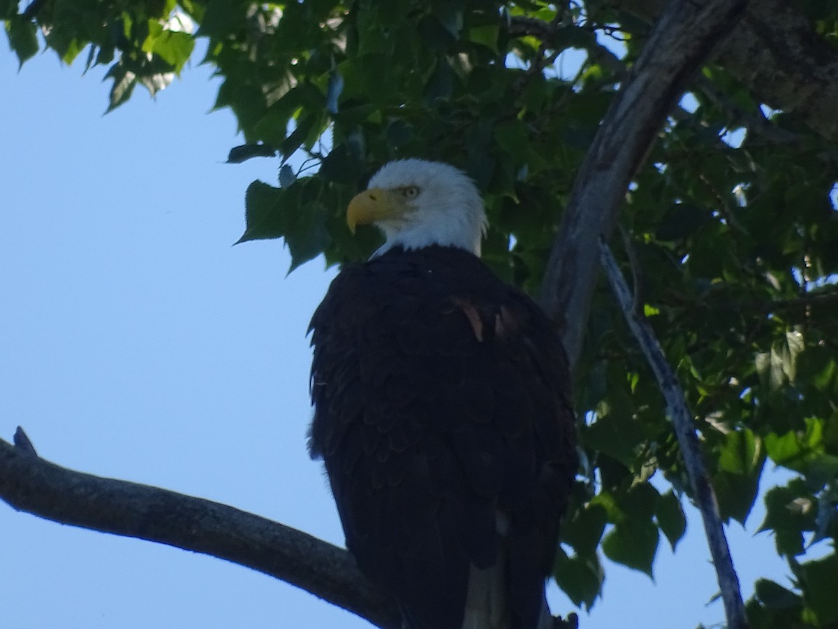 Bald Eagle - ML620708586