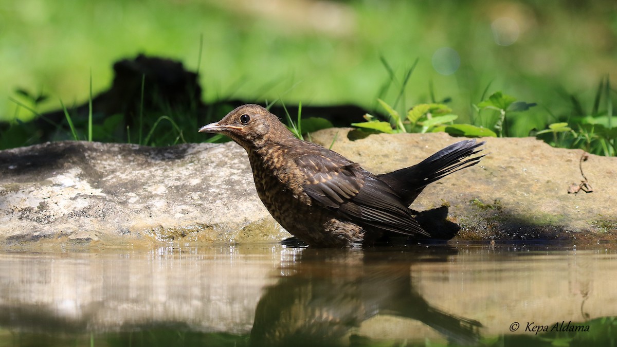 Eurasian Blackbird - Kepa Aldama Beltza