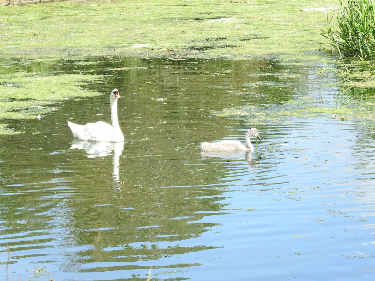 Mute Swan - ML620708589