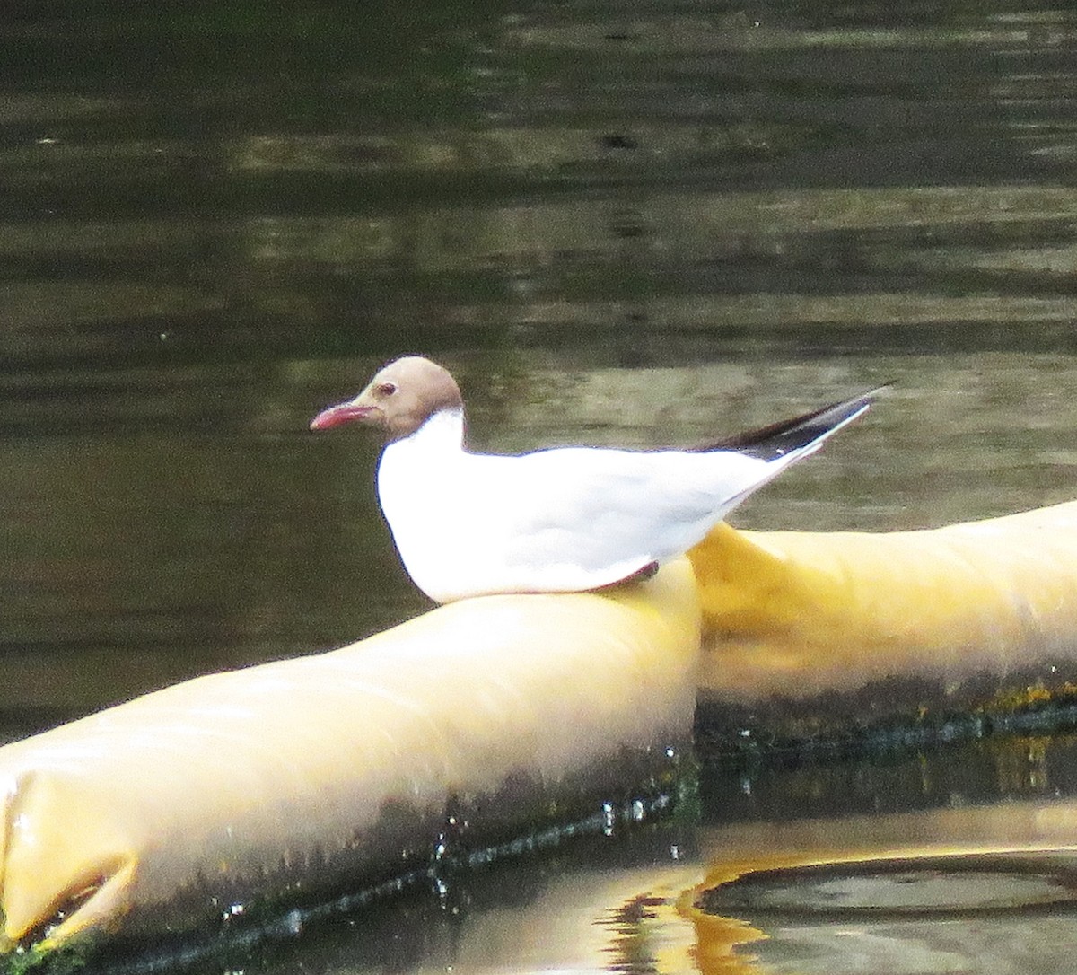 Black-headed Gull - ML620708591