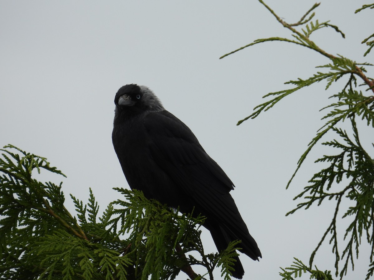 Eurasian Jackdaw - ML620708595