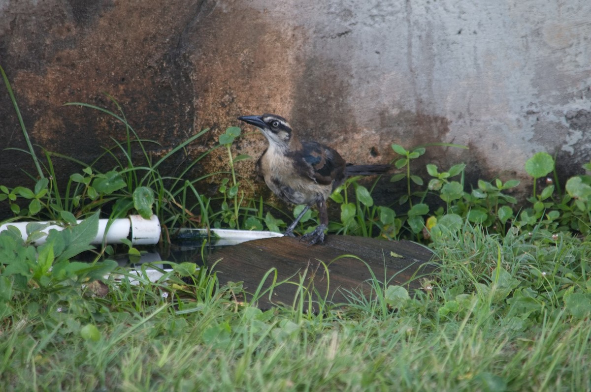 Boat-tailed Grackle - ML620708596