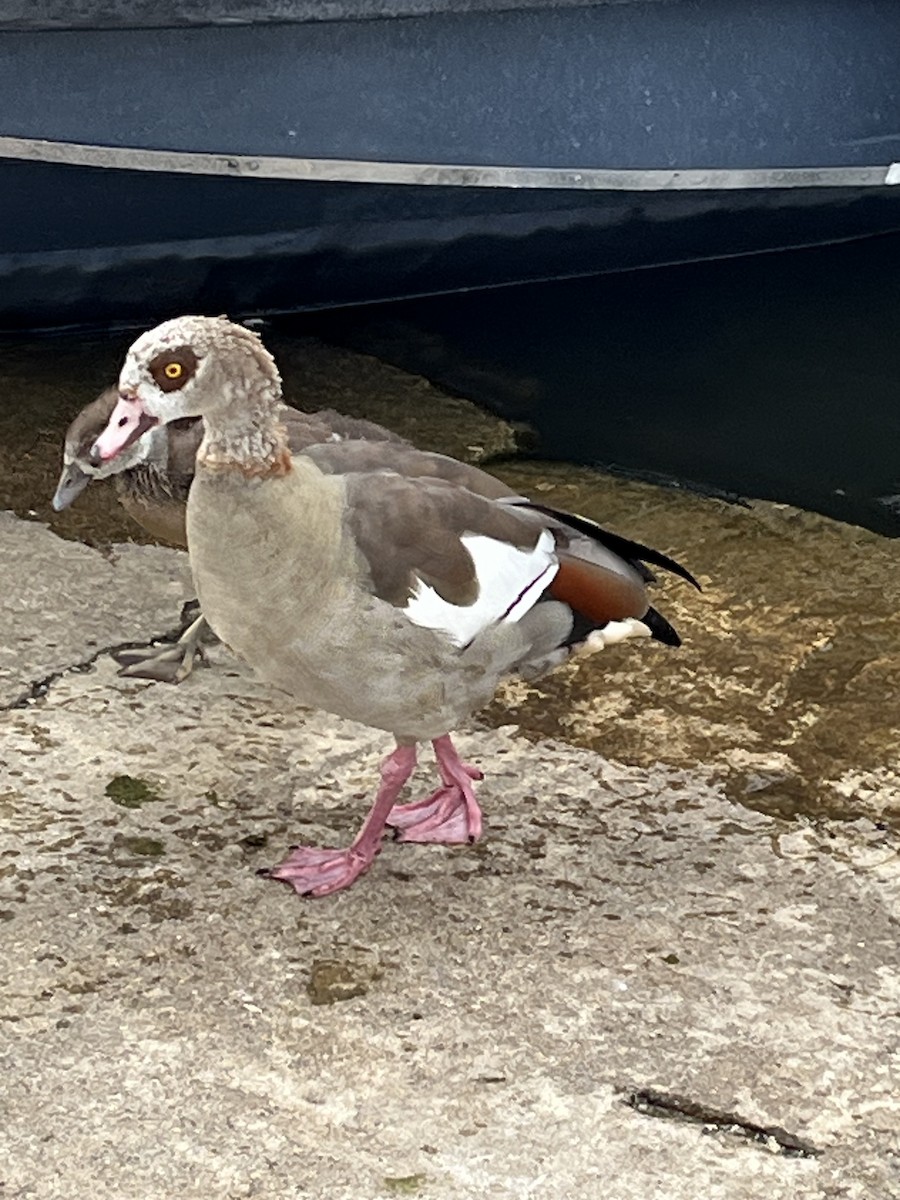 Egyptian Goose - ML620708599