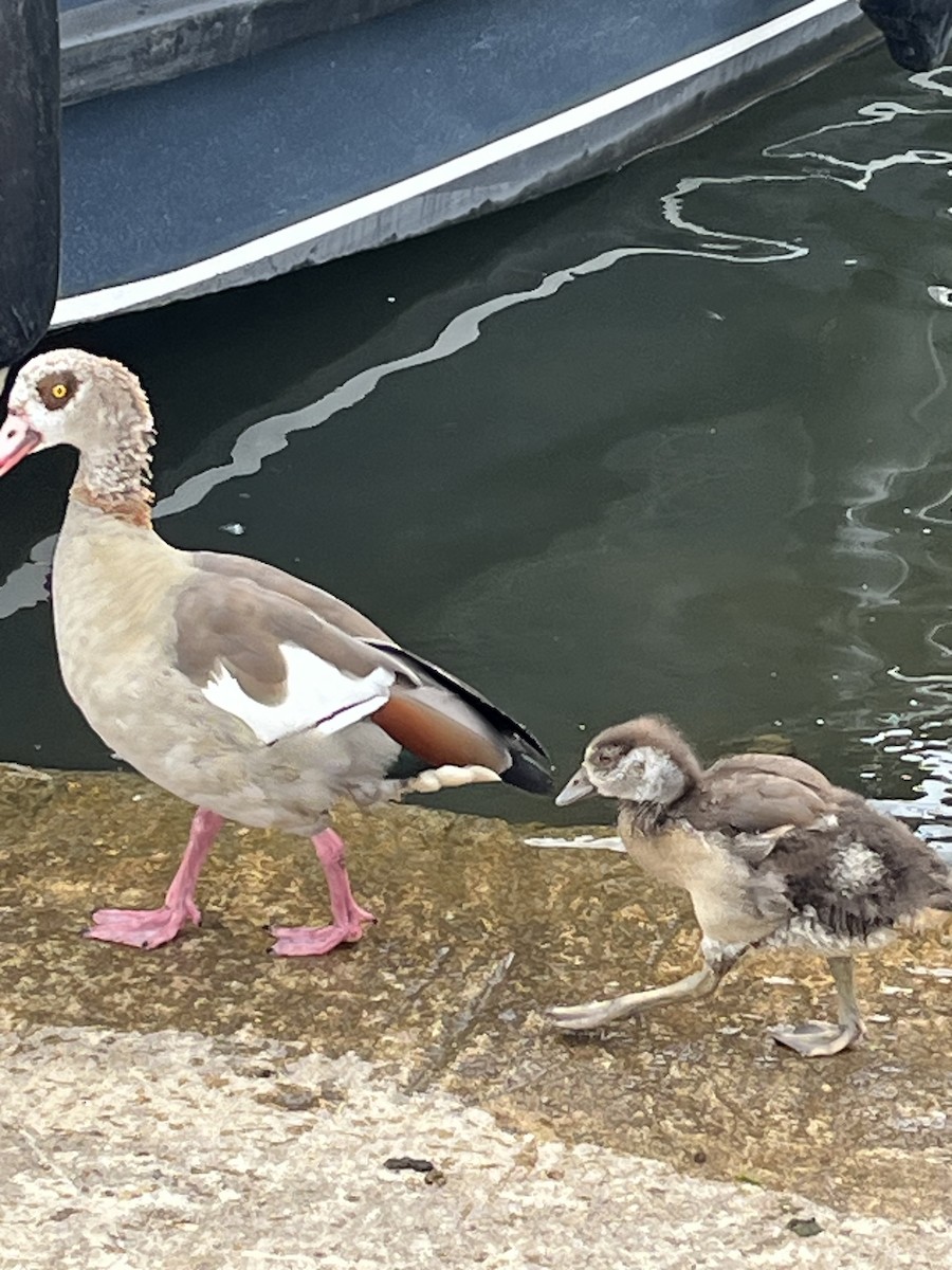 Egyptian Goose - ML620708600