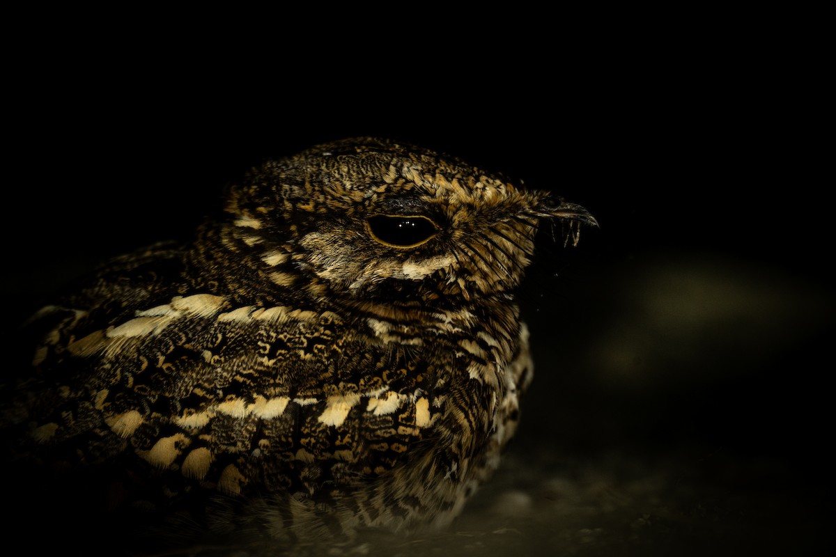 White-tailed Nightjar - ML620708606