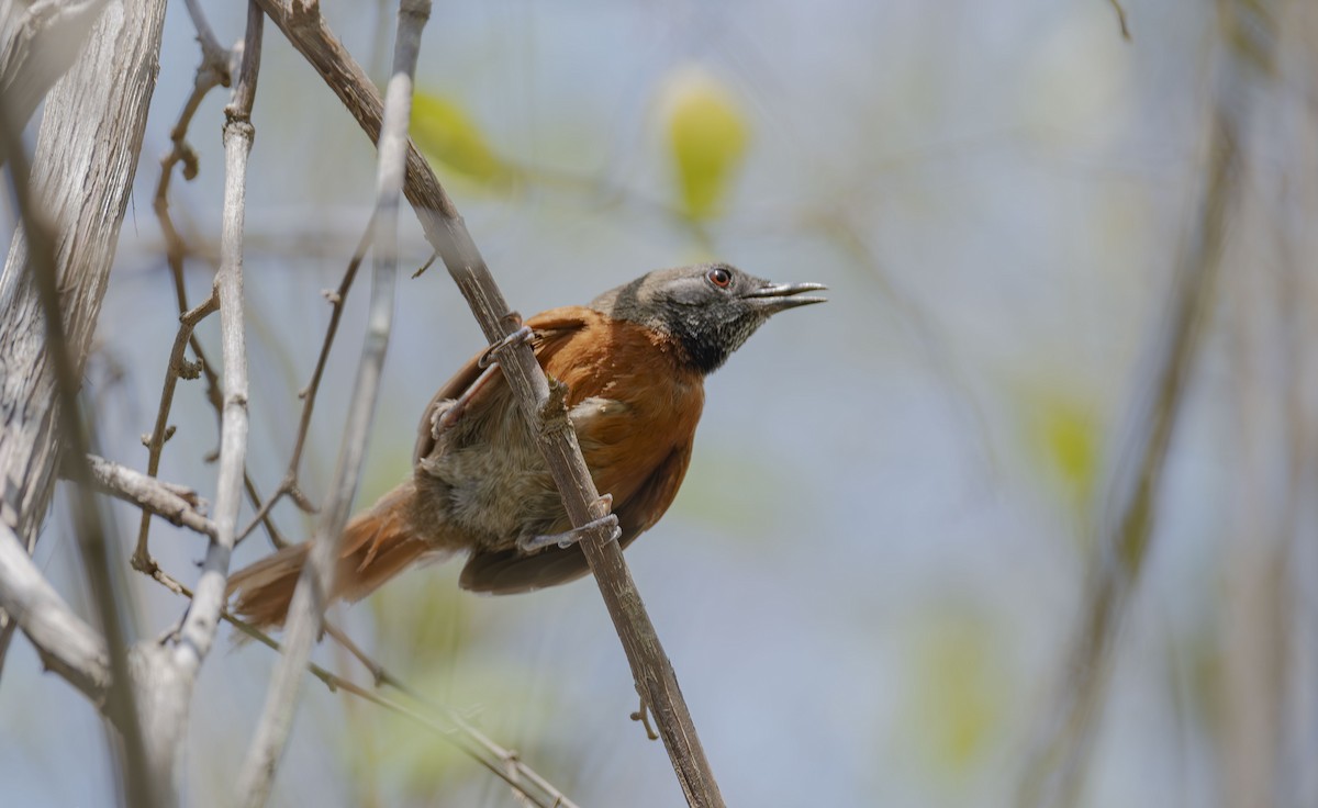 Rufous-breasted Spinetail - ML620708618