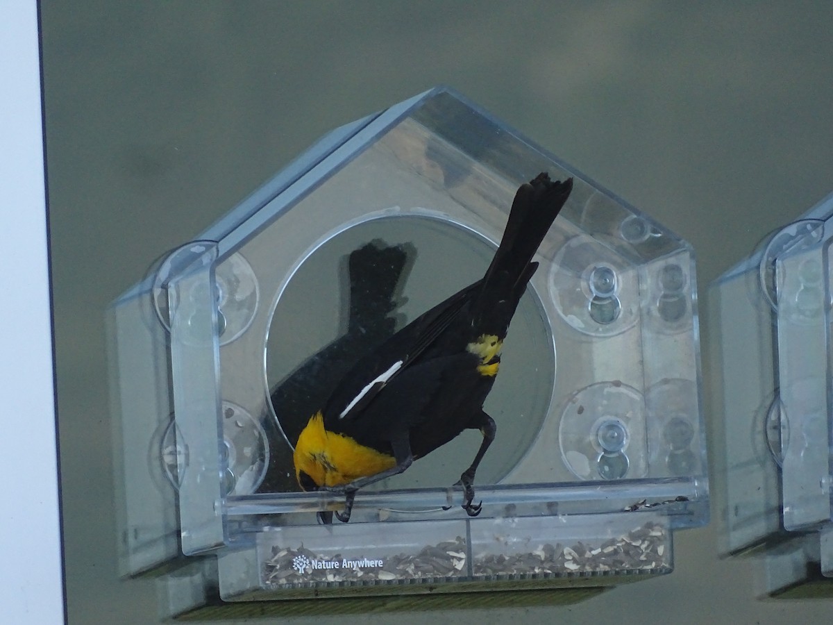 Yellow-headed Blackbird - Jim Walton