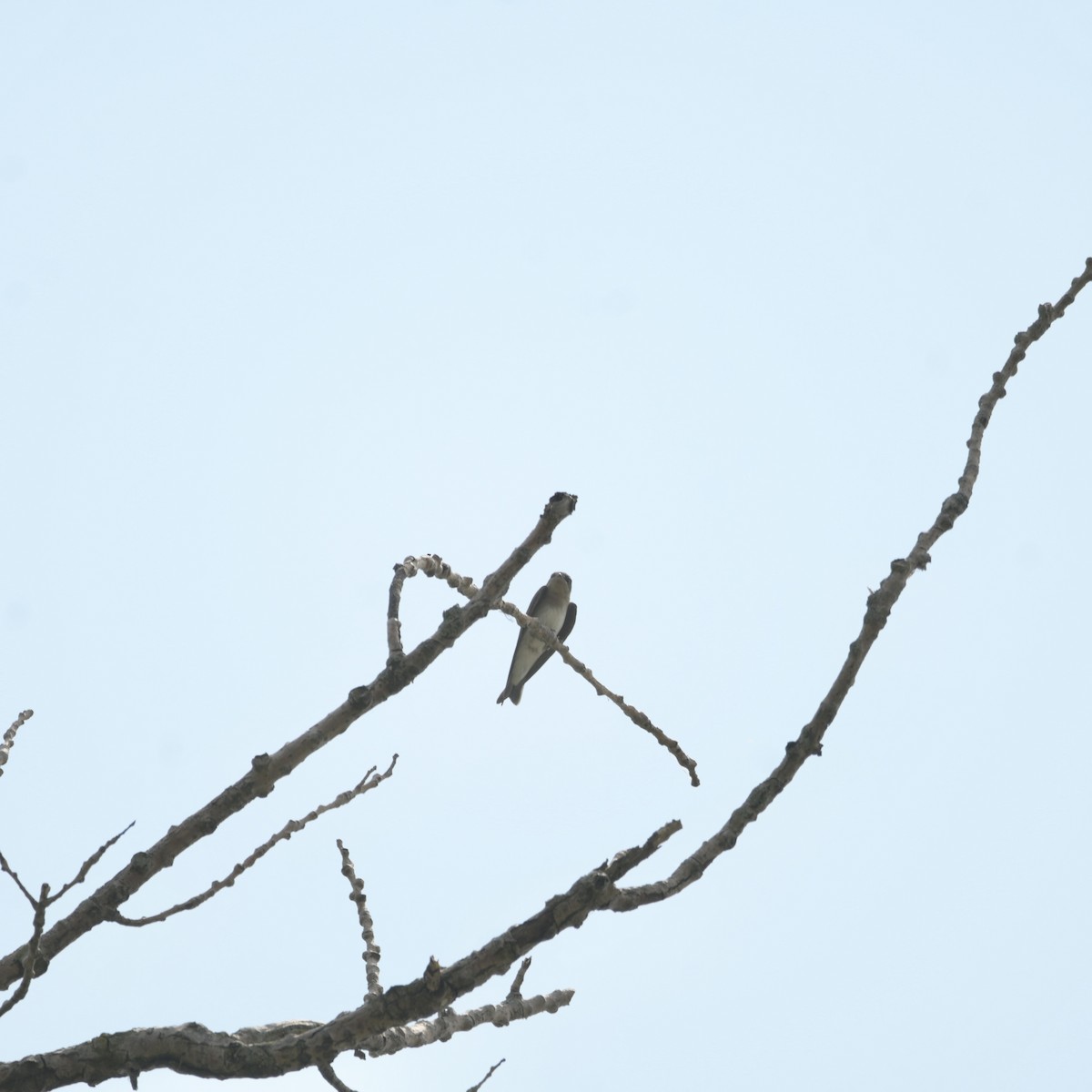 Northern Rough-winged Swallow - ML620708620