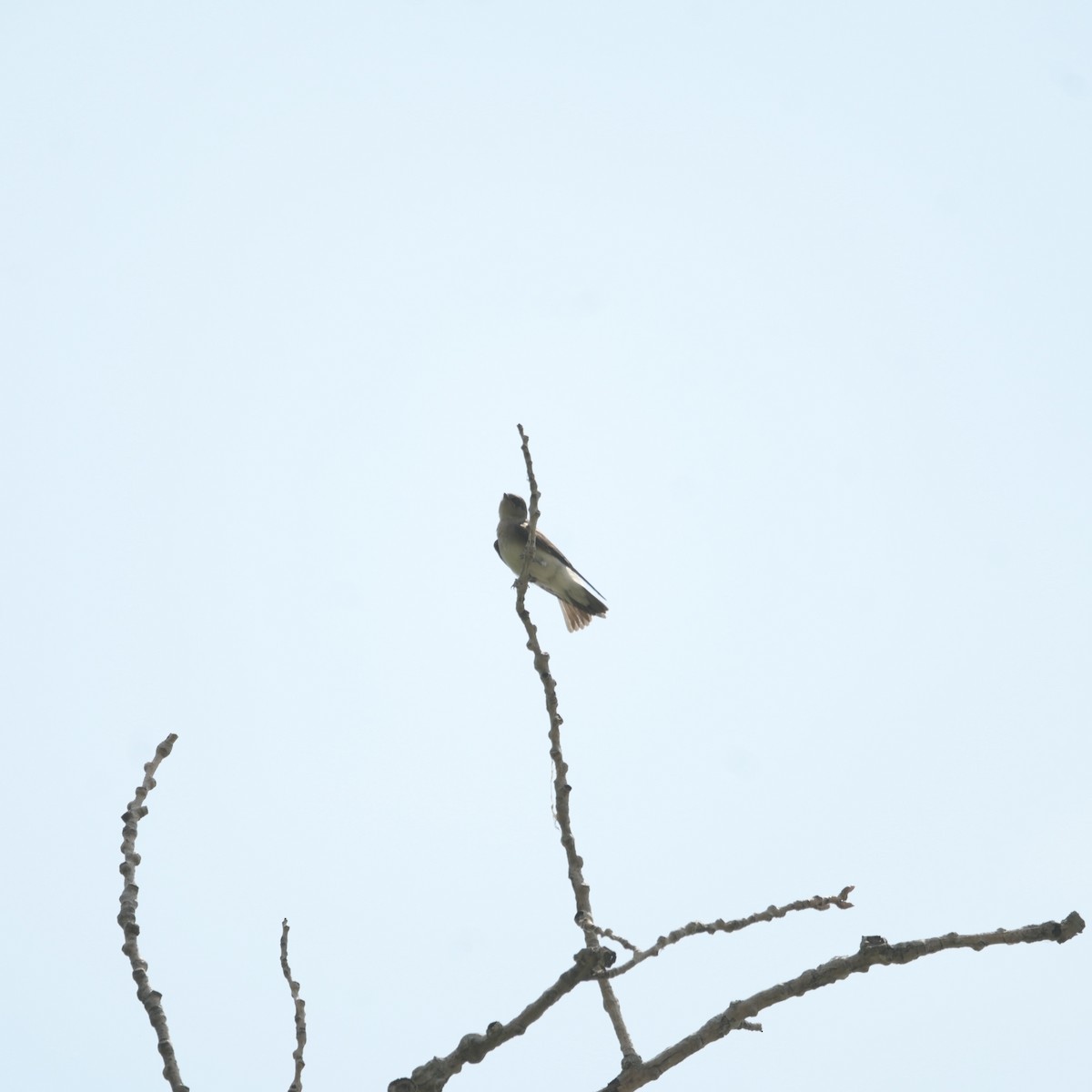 Northern Rough-winged Swallow - ML620708621