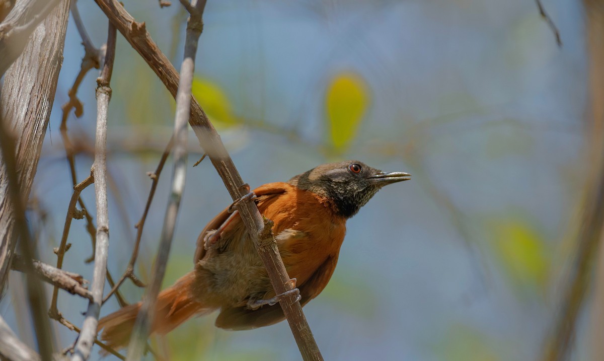 Rufous-breasted Spinetail - ML620708626