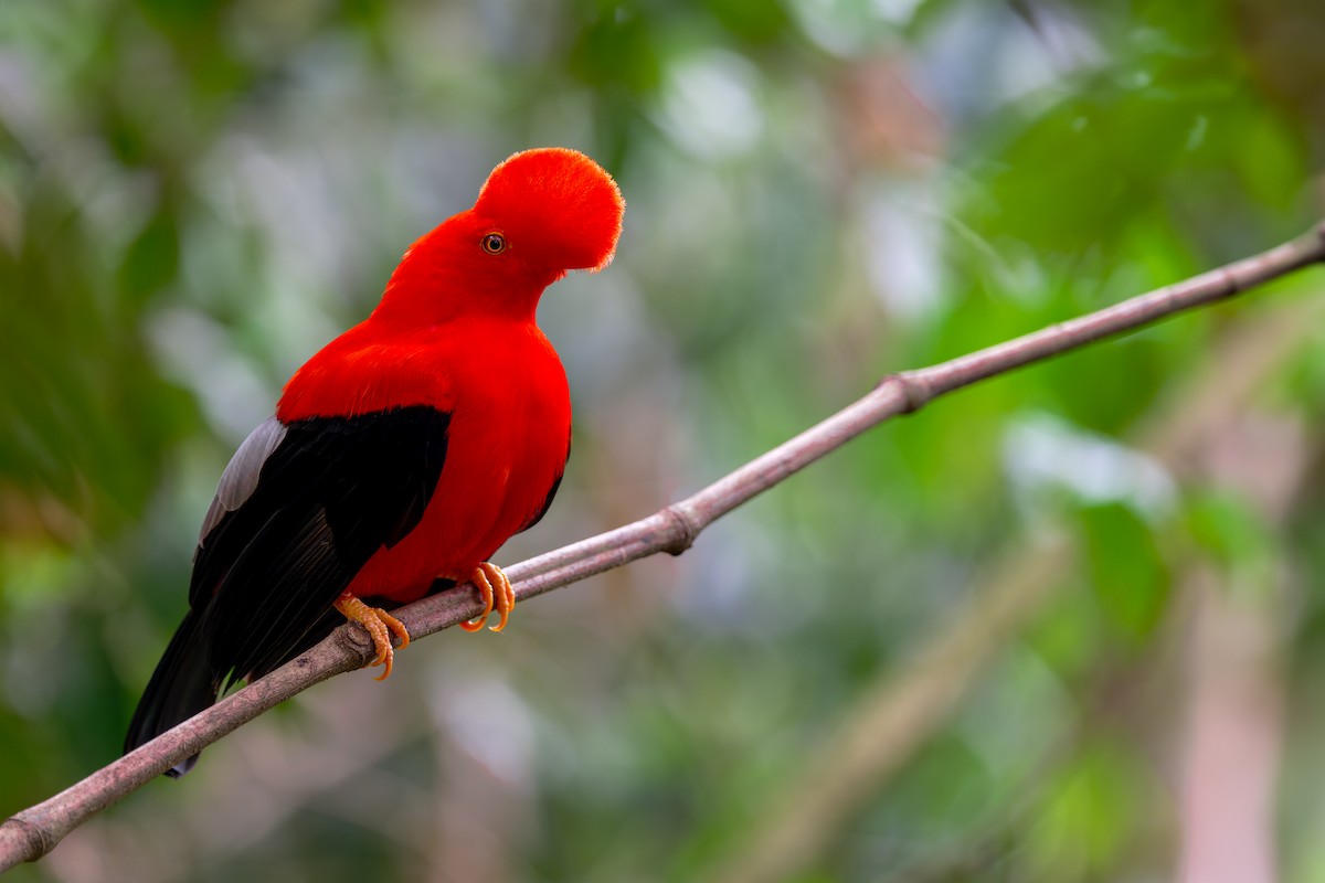 Andean Cock-of-the-rock - ML620708627