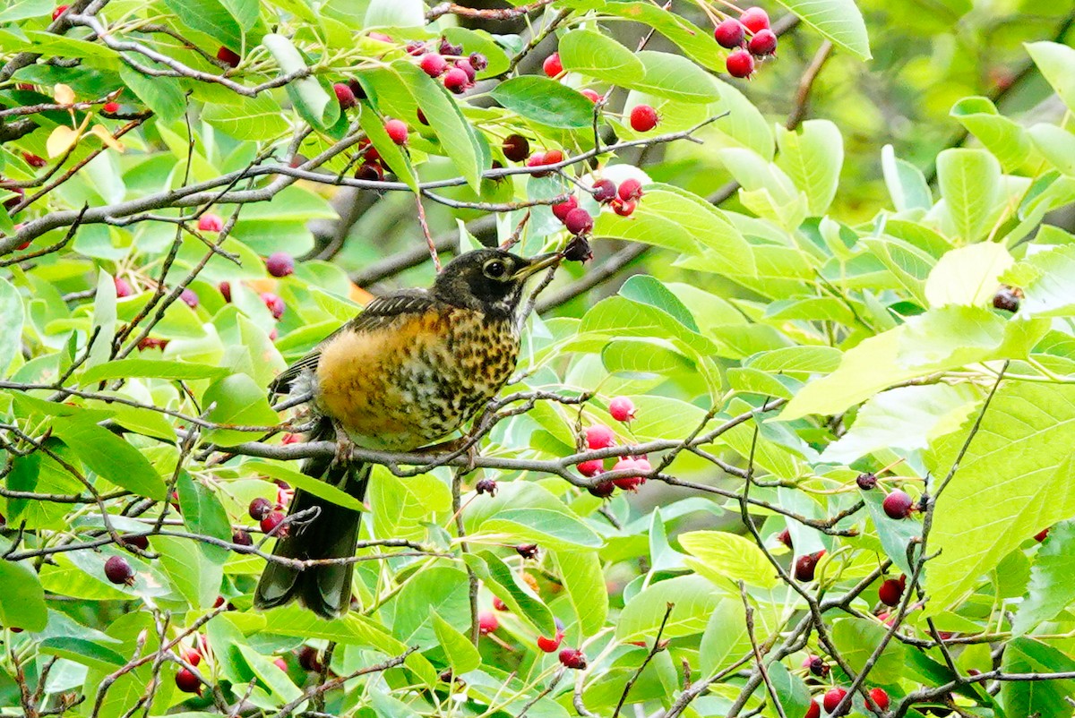 American Robin - ML620708630