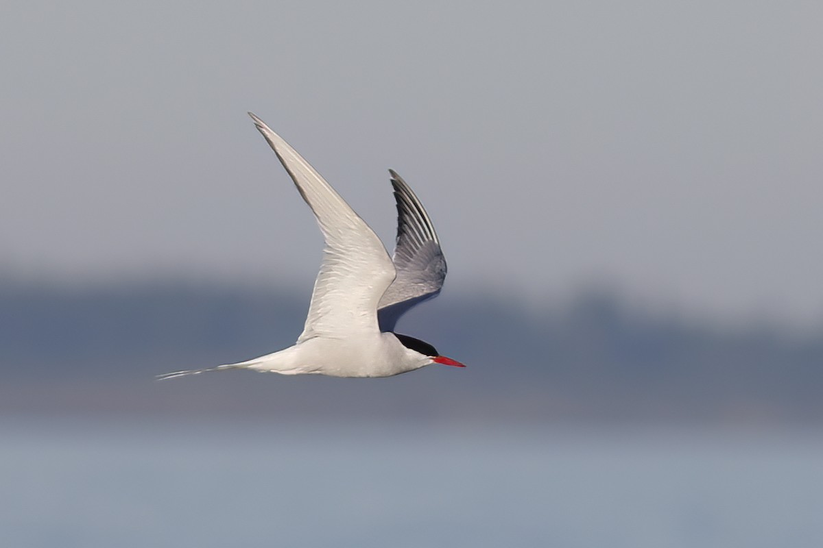 Arctic Tern - ML620708631