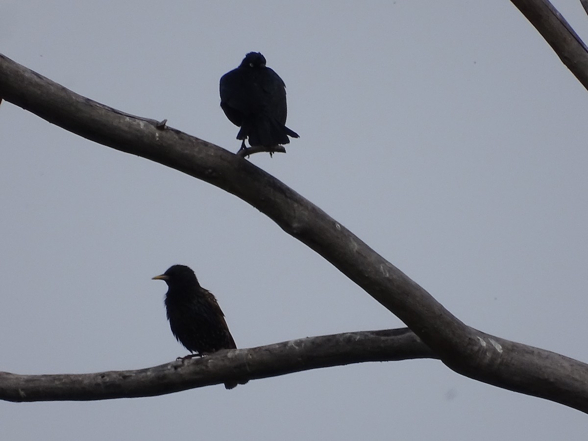 Brewer's Blackbird - ML620708632